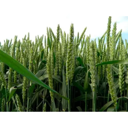 Традиція одеська