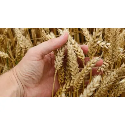 Українська 3