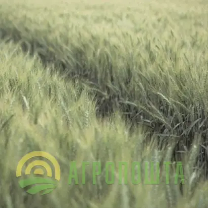 Urbanus / Урбанус