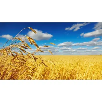 Федоровка / Федорівка