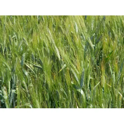 Херсонская остистая / Херсонська остиста