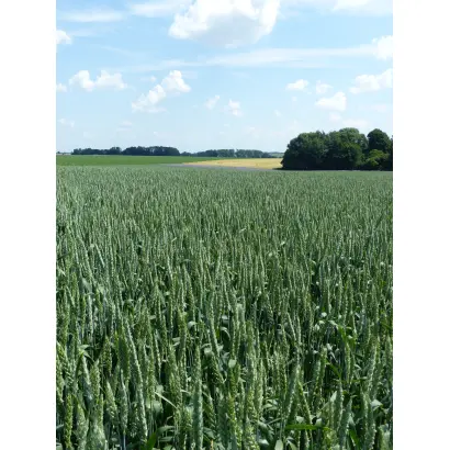 Akvitan / Аквітан