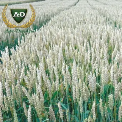 Alatus / Алатус