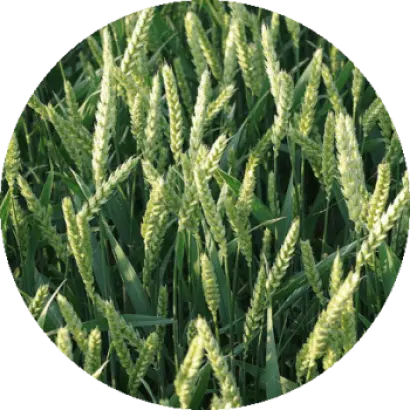 Alicia / Аліція