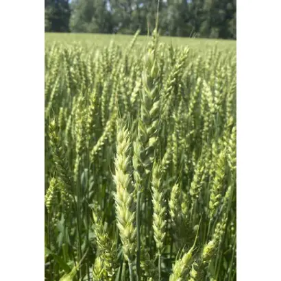 Anabel / Анабель