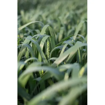 Arabella / Арабелла