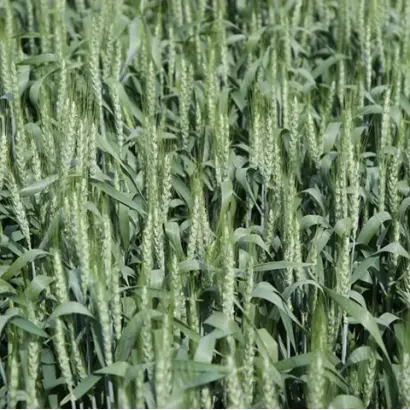 Granny / Гренні