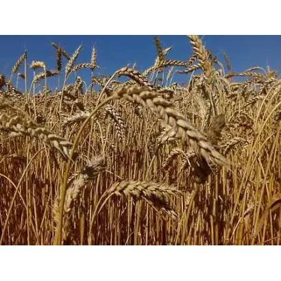 Елегія миронівська