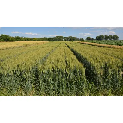 IS JARIELLA / ІС ЯРІЕЛЛА