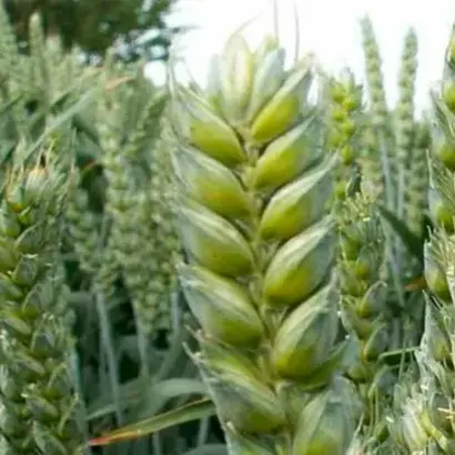 KWS Dorium / КВС Доріум