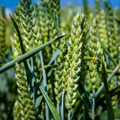 KWS Carusum / КВС Карусум