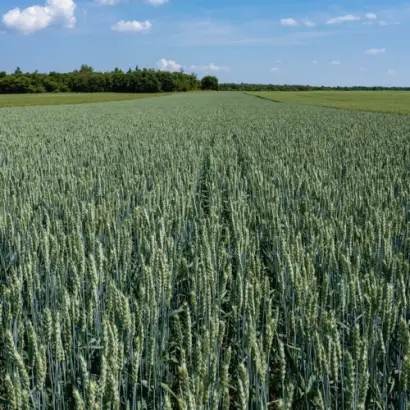 KWS Starlight / КВС Старлайт