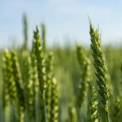 KWS Sharki / КВС Шаркі