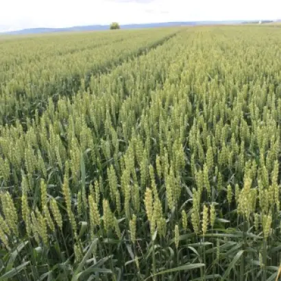 KWS Scirocco / КВС Шірокко