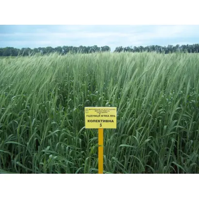 Колективна 3