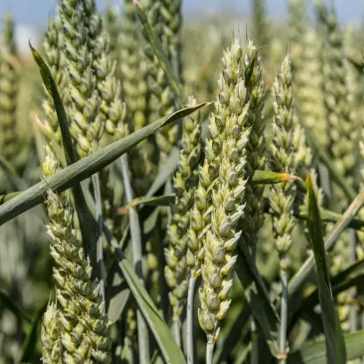 Краса Полісся