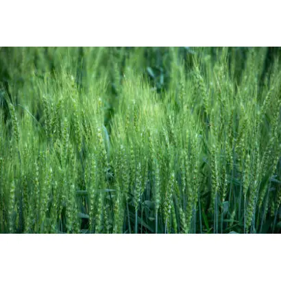 QUINTUS / КУІНТУС