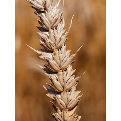 Licamero / Лікамеро