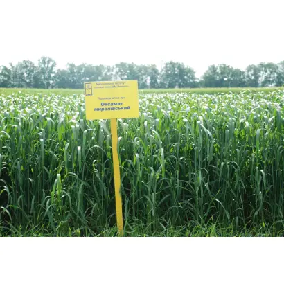 Оксамит миронівський