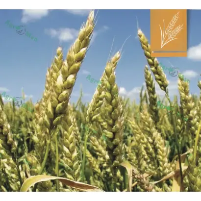 PS Petra / ПС Петра