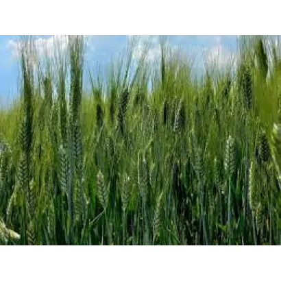 Registana / Регістана