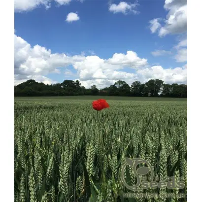 Septima / Септіма