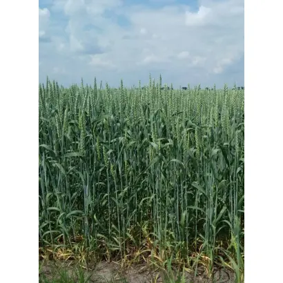 Сімкода миронівська