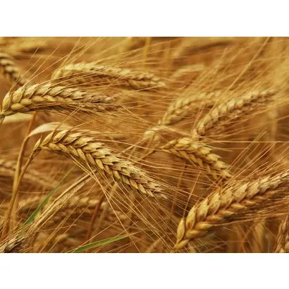 Струна миронівська