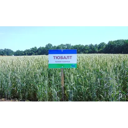 Tybalt / Тюбалт