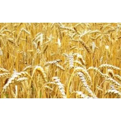 DIGANA / ДІГАНА