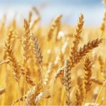 Днепрянка / Дніпрянка