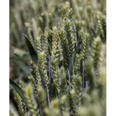 KWS Collada / КВС Коллада