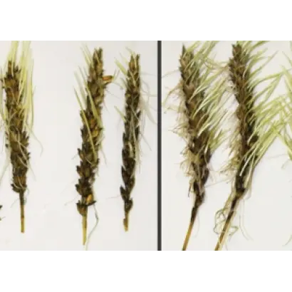 Ранняя 73 / Рання 73