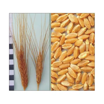 Харьковская 2 / Харківська 2