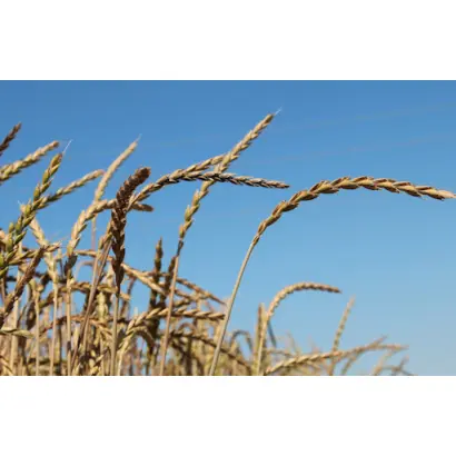 Attergauer Dinkel / Аттергауер Дінкель