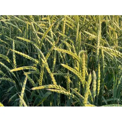 Вишиванка білоцерківська