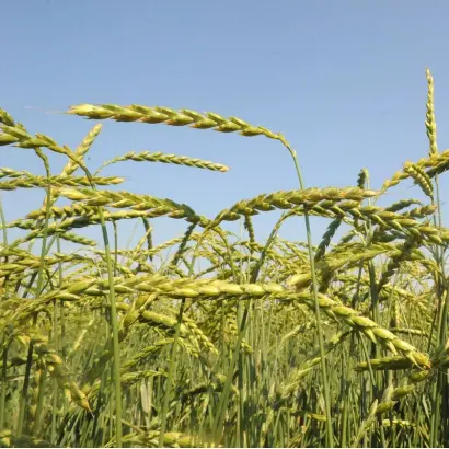 Mv Martongold / Мв Мартонголд