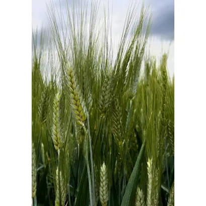 BG Duriamo 2S / БГ Дуріамо 2С