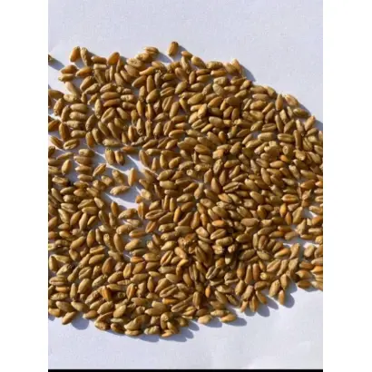 Amidur / Амідур