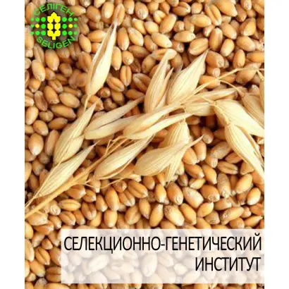 Золоте руно