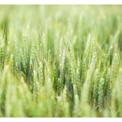 LUPIDUR / ЛУПІДУР