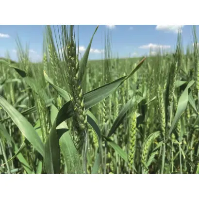 Мармуровий