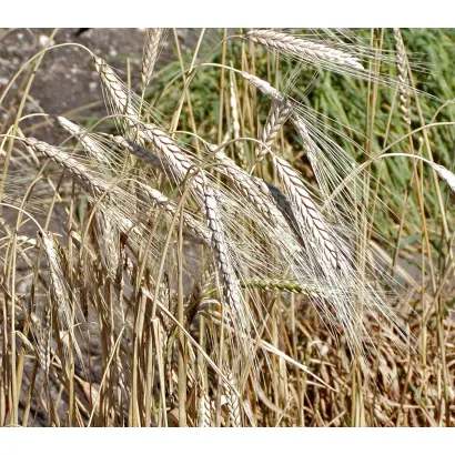 Tennodur / Теннодур