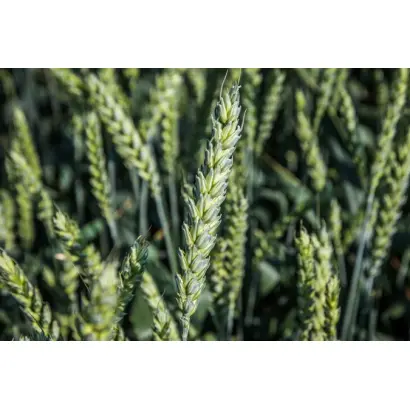 Шулиндінка