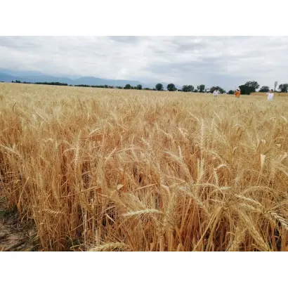 Айсберг одеський