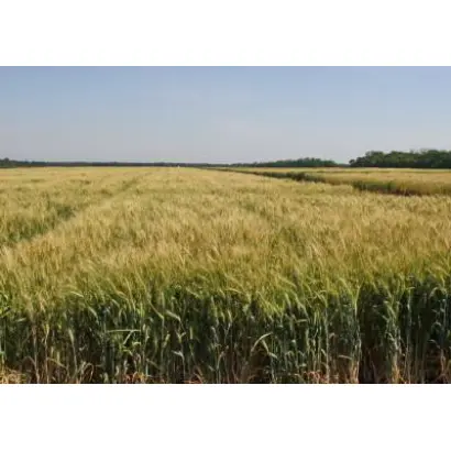 Гардемарин