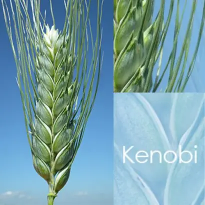 KENOBI / КЕНОБІ