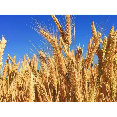 Colliodur / Колліодур