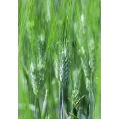 Tessadur / Тессадур