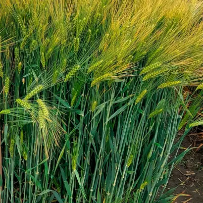 Arenia / Аренія